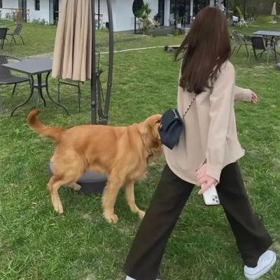 爱与梦飞翔